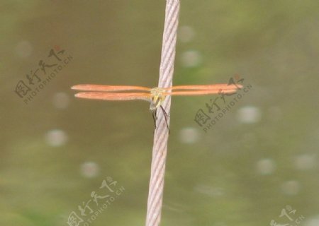 蜻蜓十字架图片