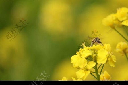 蜂花争艳图片