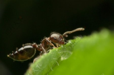 高清蚂蚁图片
