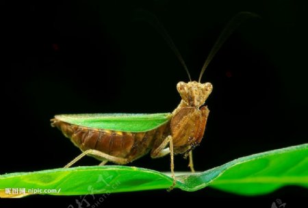 印度螳螂图片