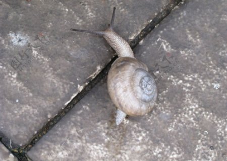 小蜗牛图片
