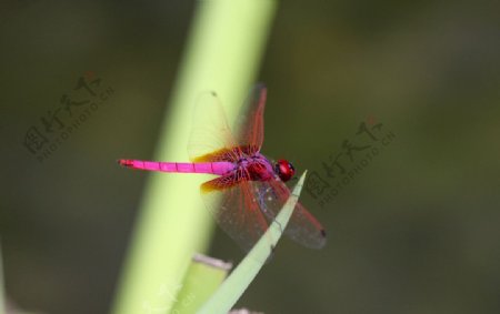 绿叶紫红色蜻蜓图片