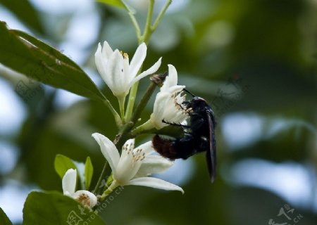 采蜜的大黄蜂图片