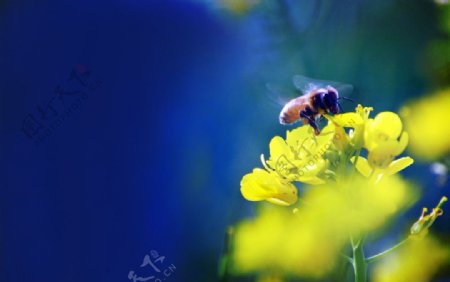 油菜花田上的小蜜蜂图片