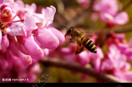 蜜蜂狂想起图片