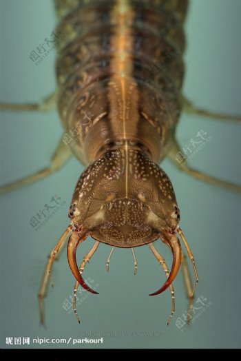 水生昆虫图片