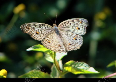 泰国蝴蝶图片