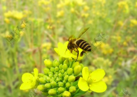 蜜蜂与油菜图片