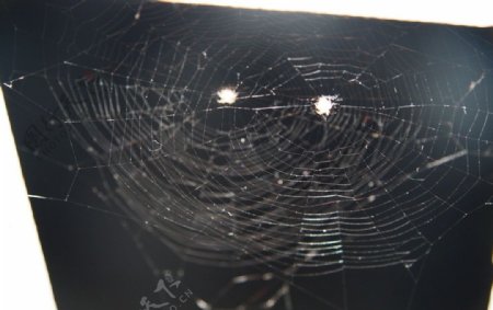 黑夜蜘蛛网图片