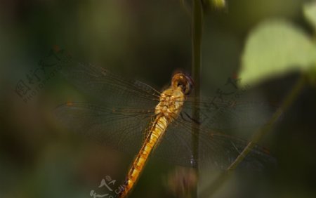 运动摄影蜻蜓图片