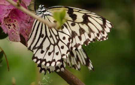 黑斑白蝴蝶图片