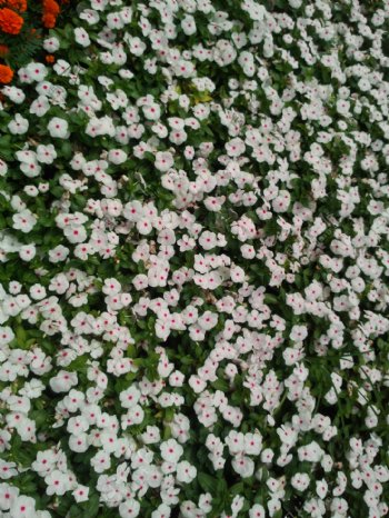 白色小花丛图片