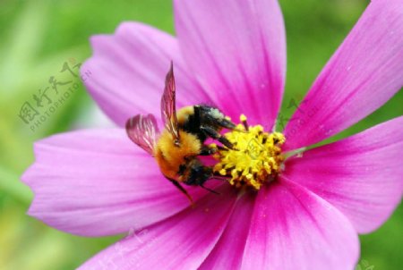 波斯菊上的蜜蜂图片