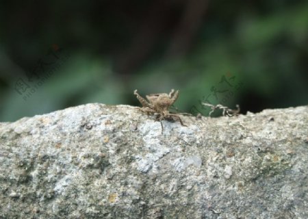 微距昆虫图片