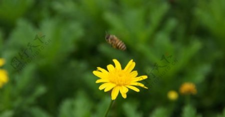 菊花蜜蜂采蜜图片
