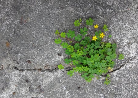 水泥地面缝隙中的小黄花图片