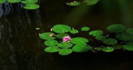 睡莲和湖水光影照片图片