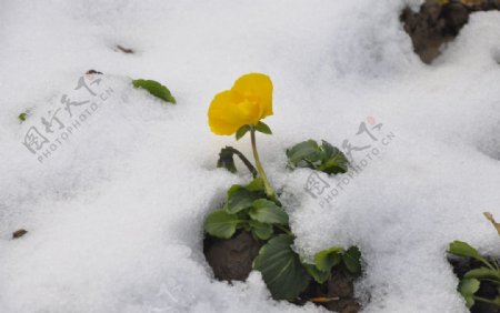 冬天里的小黄花图片
