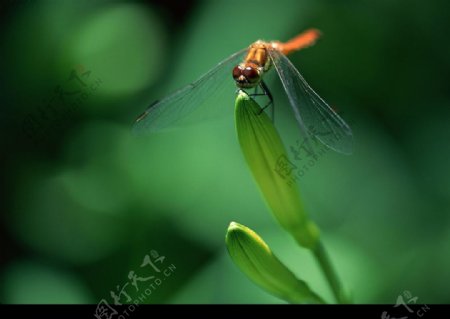 植物与蜻蜓图片