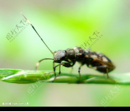 生物世界昆虫图片