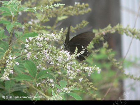 黑蝴蝶1图片