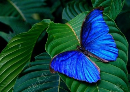叶子上的蓝蝴蝶图片