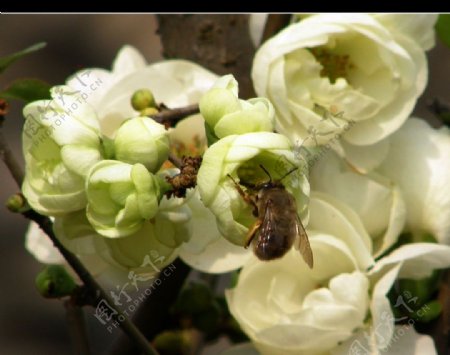 海棠蜜蜂图片