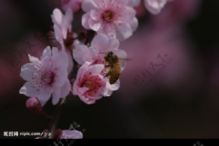 蜜蜂桃花图片