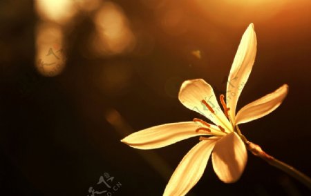 黄昏下金色的小花图片