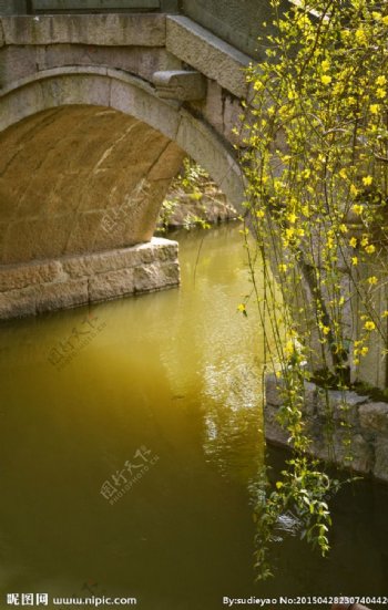 桥边的迎春花图片