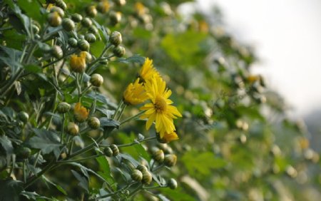 菊花图片