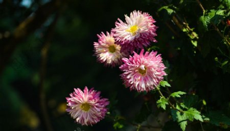 小粉菊花图片