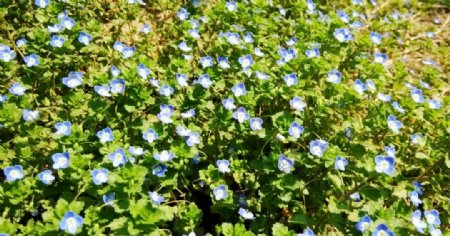 蓝色小花一簇簇图片