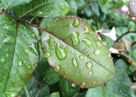 雨中的绿叶图片