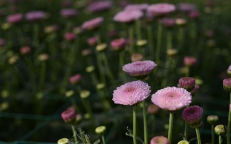 唯美菊花图片