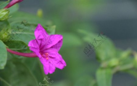 紫色小花朵图片