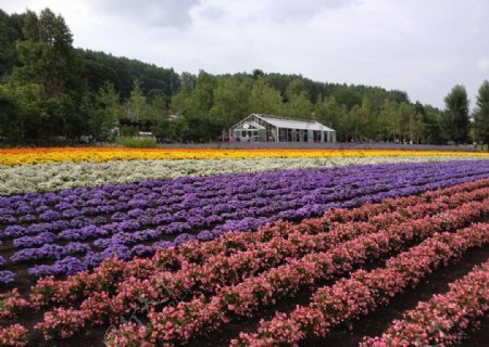 日本北海道富良野农场图片