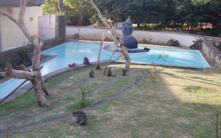 猴子游泳池图片