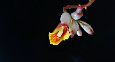 野姜花图片