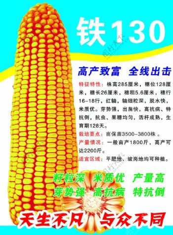 玉米传单DM图片