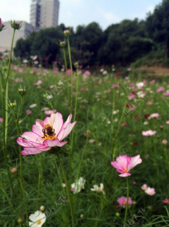 格桑花图片