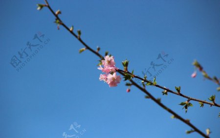 樱花梵高小镇图片