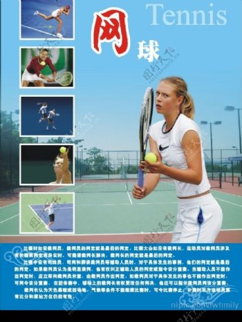 体育知识网球图片