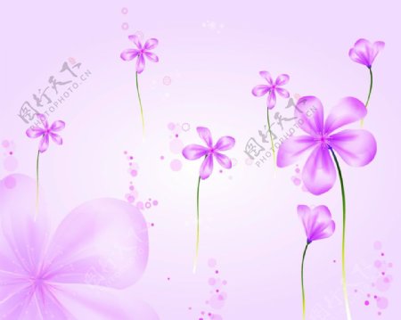 静立的紫色花朵图片