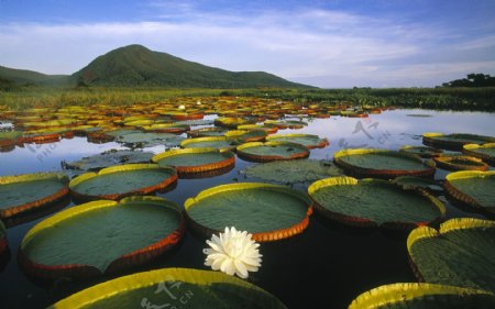 巴西睡莲湖图片