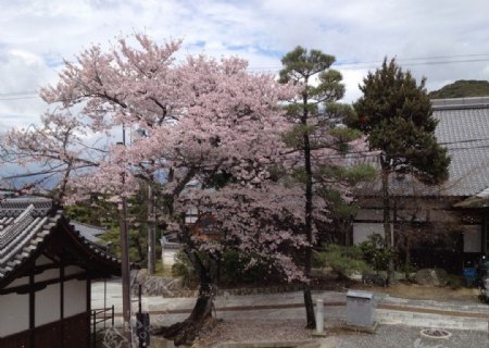 三井寺樱花图片