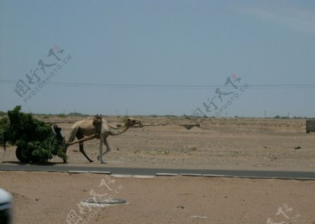 也门的骆驼车图片