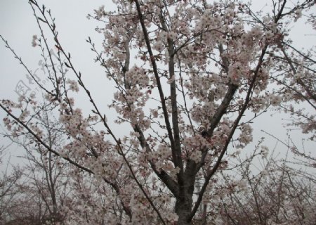顾村公园樱花樱花节图片
