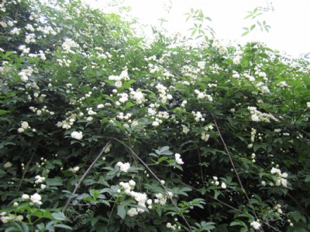 白色蔷薇图片
