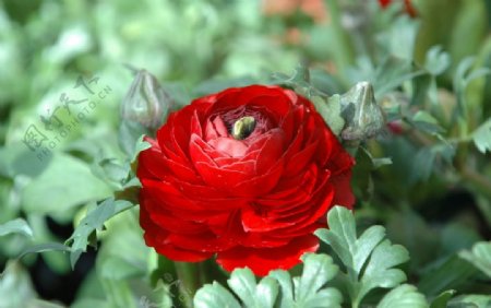 红色观赏菊花图片